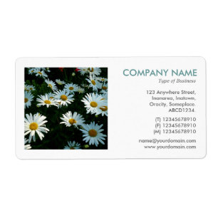 Square Photo - Shasta Daisies
