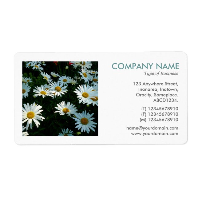 Square Photo - Shasta Daisies (Front)
