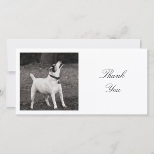 Square Photo - The Squirrels Won't Play Thank You Card