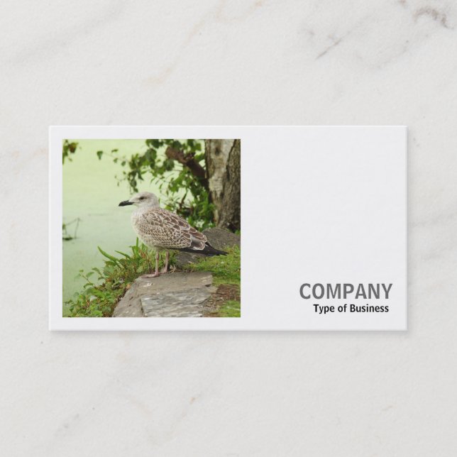 Square Photo (v2) - Female Gull Business Card (Front)