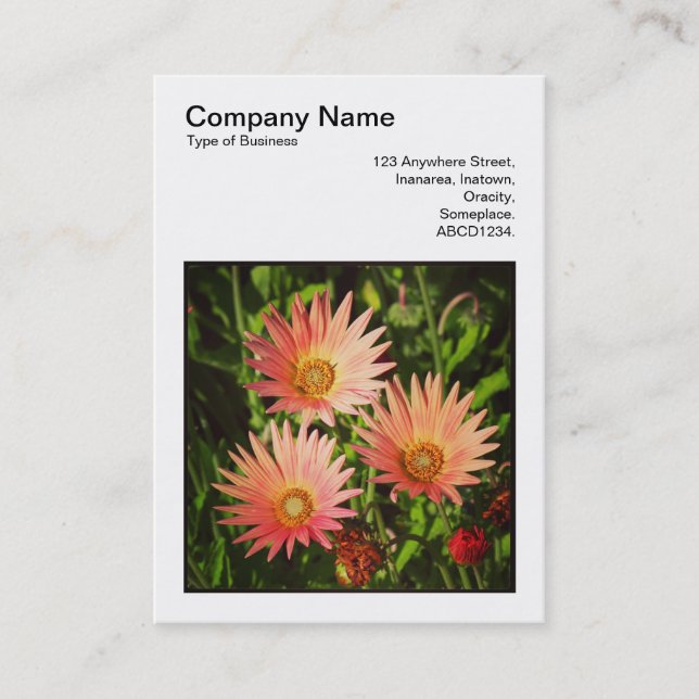 Square Photo (v3) - African Daisies Business Card (Front)