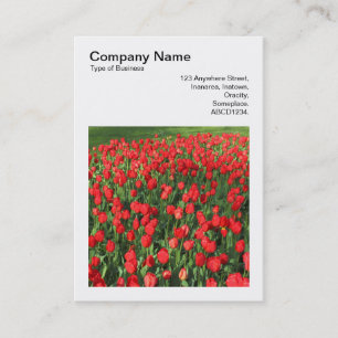 Square Photo (v3) - Bed of Red Tulips 02 Business Card
