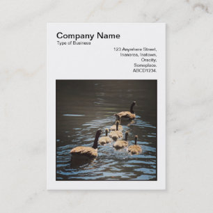 Square Photo (v3) - Canada Geese and Goslings Business Card
