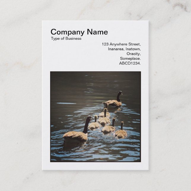 Square Photo (v3) - Canada Geese and Goslings Business Card (Front)