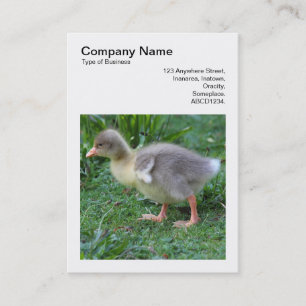 Square Photo (v3) - Gosling Business Card