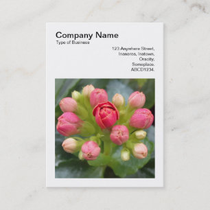 Square Photo (v3) - Kalanchoe Buds Business Card