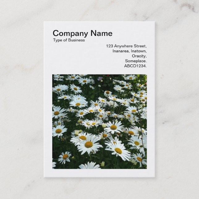 Square Photo (v3) - Shasta Daisies Business Card (Front)