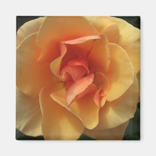 Square Rose Blossom Magnets