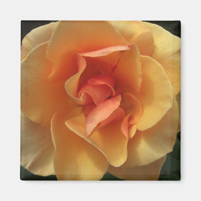 Square Rose Blossom Magnets (Front)