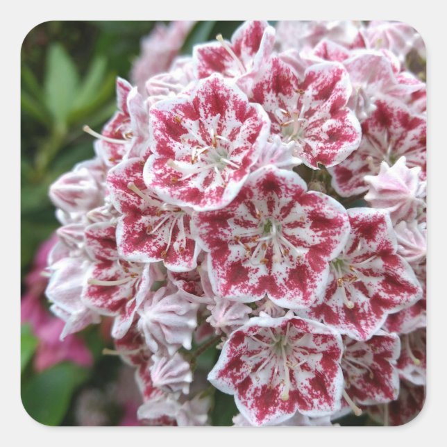 Square sticker with pink and white mountain laurel (Front)