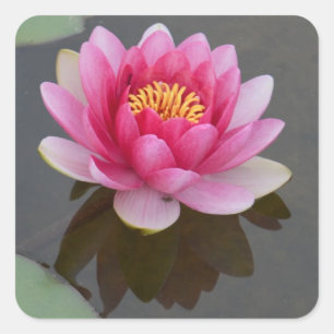 Square Sticker with Water Lily Design