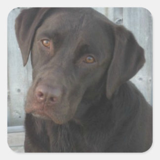 Square Stickers - Chocolate Lab