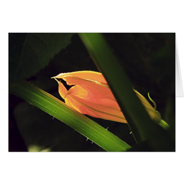 Squash Blossom (Front Horizontal)