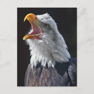 Squawk Postcard
