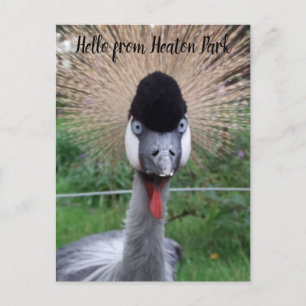 Squawk!! Postcard