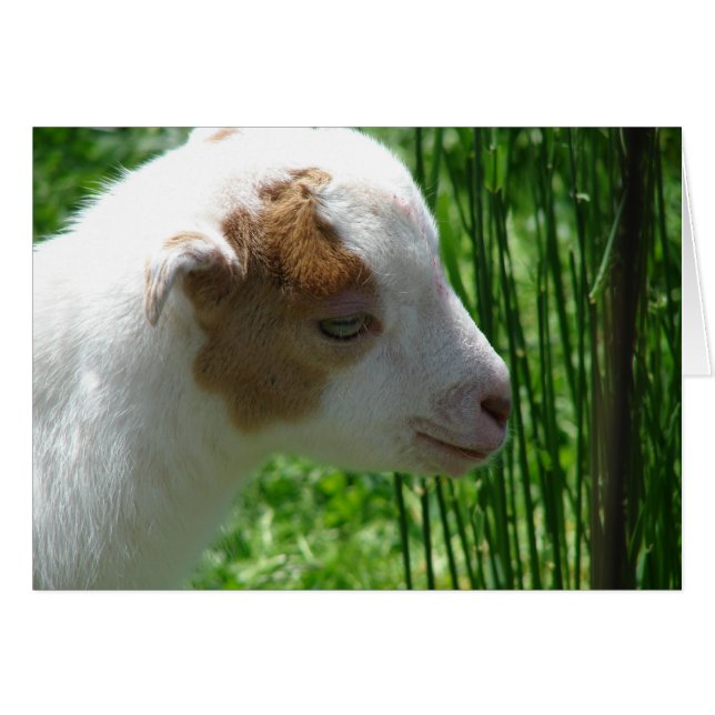 Squeak (Front Horizontal)