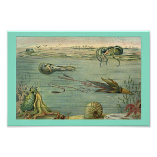 Squid marine Life Octopus Vintage 1904 Print