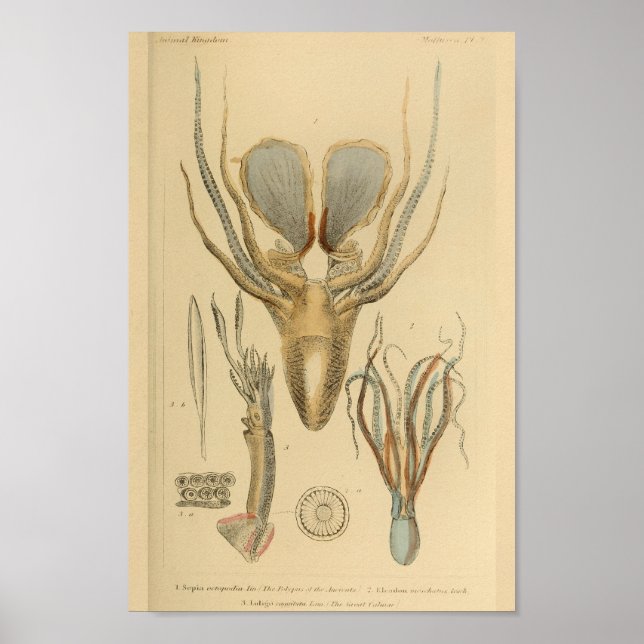 Squid Octopus Cephalopod Sea Creatures Art Print (Front)