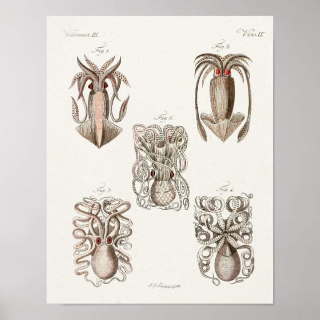 Squid Octopus Cephalopod Sea Creatures Art Print (Front)