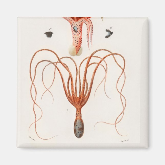 Squid Octopus Illustration Magnet (Front)