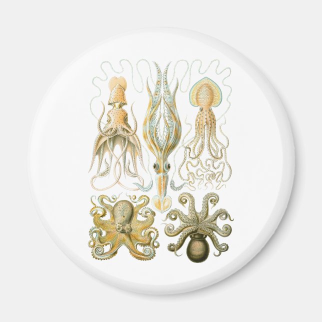 Squid & Octopus Magnet (Front)