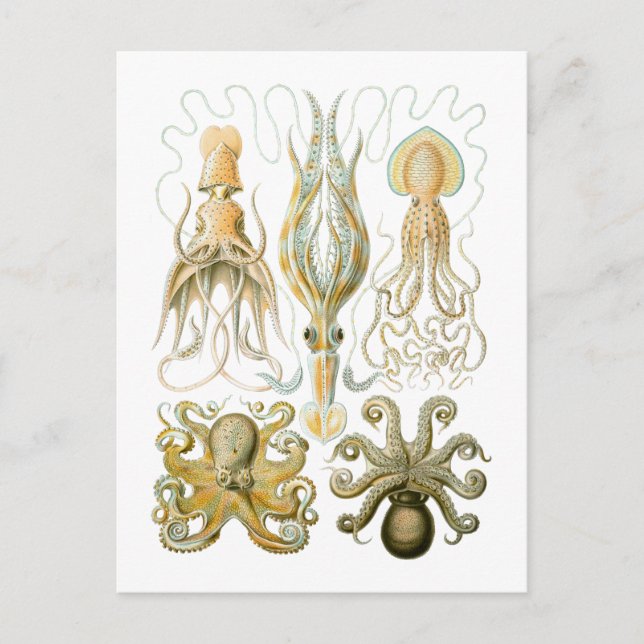 Squid & Octopus Postcard (Front)