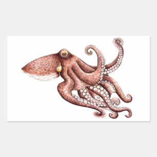 Squid - Octopus vulgaris Rectangular Sticker