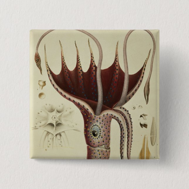 Squid, Pl.2 from 'Histoire Naturelle 15 Cm Square Badge (Front)
