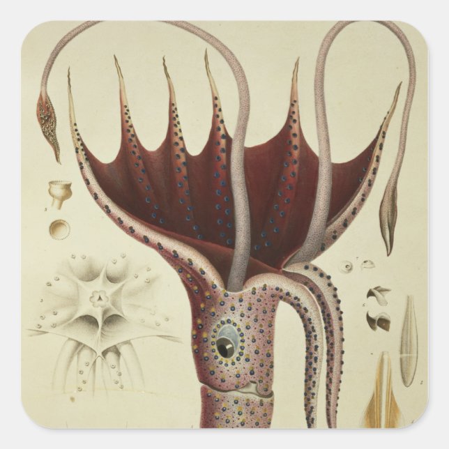 Squid, Pl.2 from 'Histoire Naturelle Square Sticker (Front)