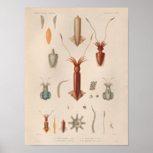 Squid Red Blue Vintage Sea Creatures Art Print