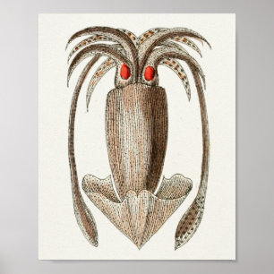 Squid Vintage Cephalopod Sea Creatures Art Print