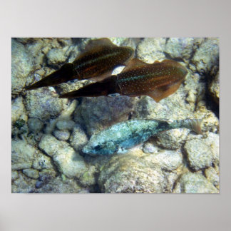 Squid Wannabe Poster