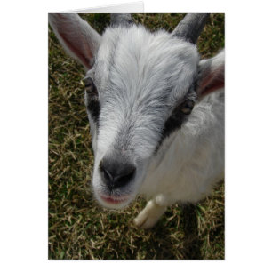 Squiggles the Alpine Billy Kid