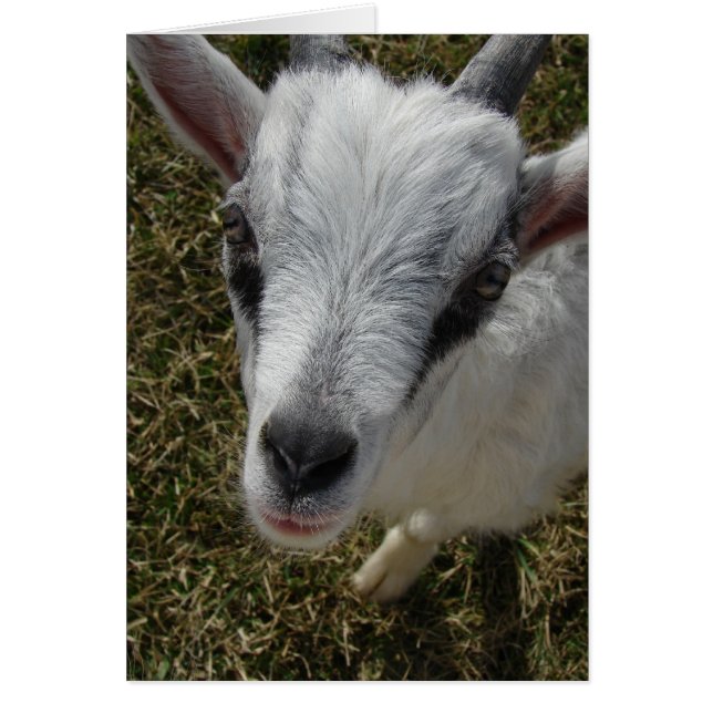 Squiggles the Alpine Billy Kid (Front)