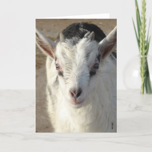 Squiggles the Goat Card