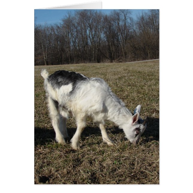 Squiggles The Goat Kid (Front)