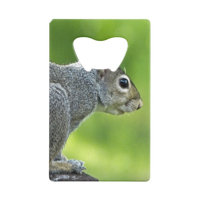 Squirrel (Back)