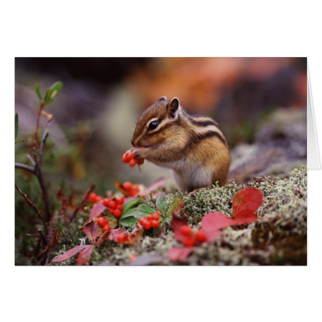 Squirrel (Front Horizontal)