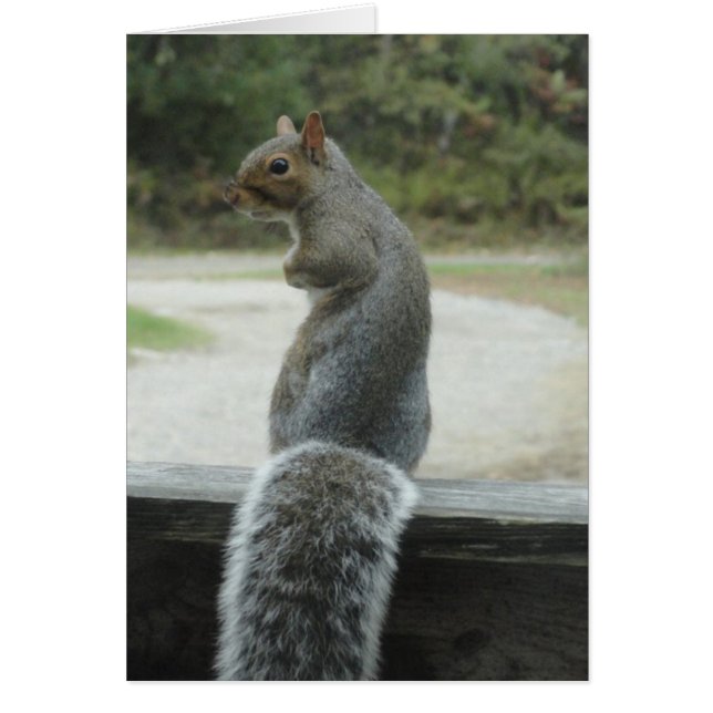 squirrel (Front)