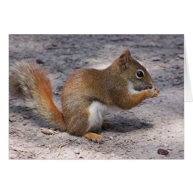 Squirrel (Front Horizontal)