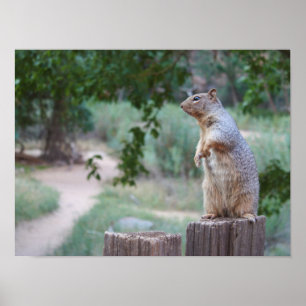 Squirrel - 19" x 13", Value Poster Paper (Matte)