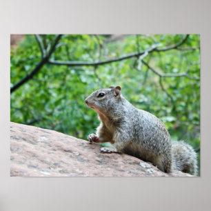 Squirrel - 19" x 13", Value Poster Paper (Matte)