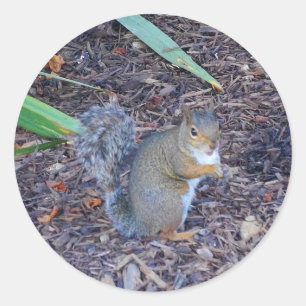 Squirrel #4 Stickers