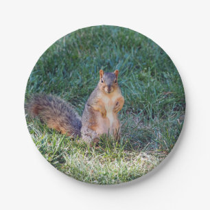 Squirrel 95 paper plate