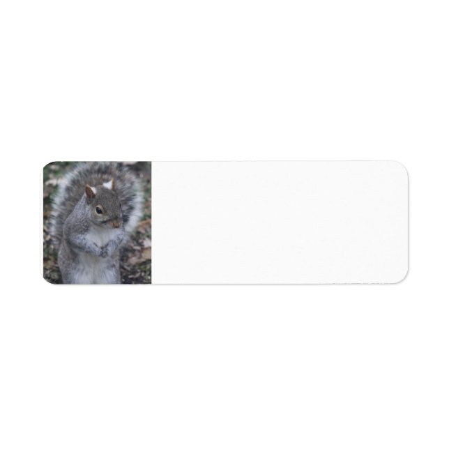 Squirrel Address labels (Front)