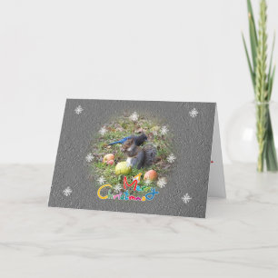 Squirrel And Steller Jay Friend Christmas Card