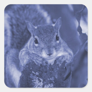 squirrel animal on log hanging out bluish square sticker