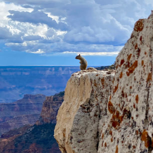 Squirrel at Grand Canyon National Park North Rim Photo Print