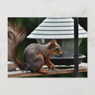 Squirrel at the Bird Feeder Postcard