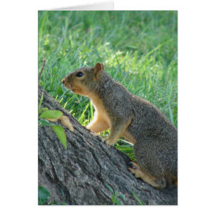 Squirrel at the Tree